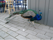 27 ��� ������ ���� ���!