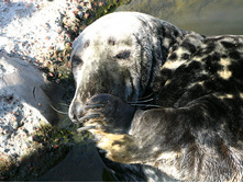 35 ��������.. ���� ��� ������ �� ������!