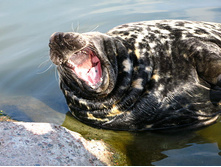 37 ����! ��� ��� ���!