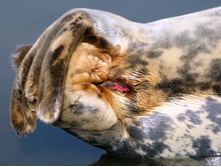 38 ������� �������