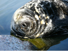 39 ����������... �� ��� �� ��������� � ������� �������