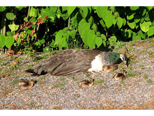 52 ���� � ����� ���� � �����