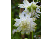 ��������� Aquilegia Lime Sorbet new
