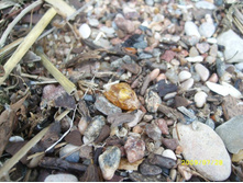 ������� �������� 