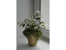 ����� ����������