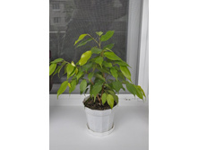 ����� ����������