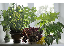 �������, �������, ������