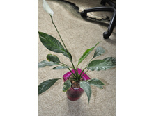 ����������� ������