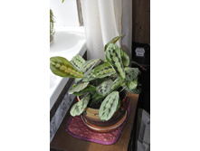 ������� ��������