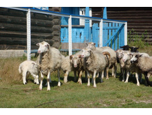 ���� - ��� �� ������ ������ ���!