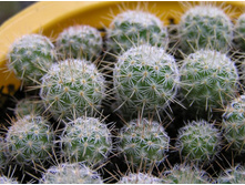 Mammillaria sp.
