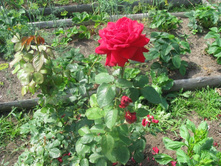 ����� ����������� 023.jpg