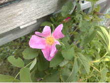 ����� �������. ��� ������� ��� ������ ����� �� ��������