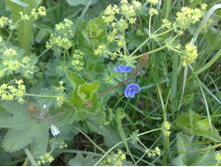 ������ �������� ����������� ���������-��������� ��������, ���� �� ������������� 