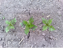 �������� - ����� �������� � �������� )