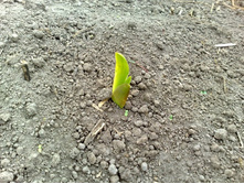 ��� ����� ��������� )