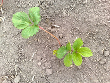 ��������� )