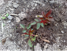 ����-����� ���� ����� � ����