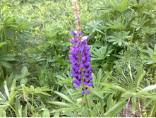 ��� ����� ���������� ������ - �� ����� - ������ �� ��������� ����� ������� )