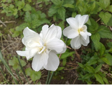 ������� ����������� �� ���������� - ������ �����-�� ��������-�������� ))