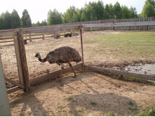 ������� ���������