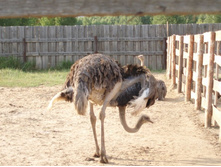 ��� ����� - ����! 