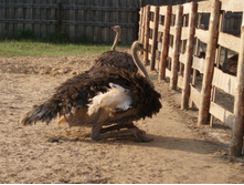 ���� ������)))