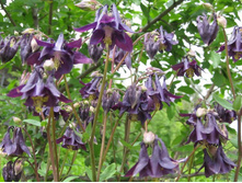 ���������, 70 �.