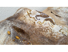 ������ � ������� �����