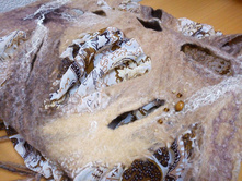 ��� ������