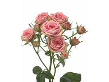 �������� ����