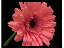 ������� � ��������