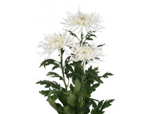 ���������� �����������