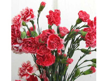 �������� ��������