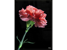 �������� �����������