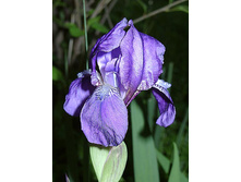 ���� �����