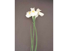 ���� �����