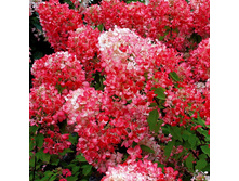 ��������� ����������� ������� ���.jpg