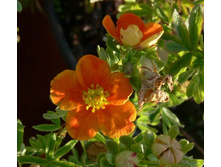 �������� ������������� Hopleys Orange.jpg