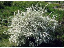 ������ ��������� ��������.jpg