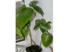 ��������� ������ ����� ����