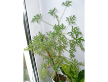 �������� ������