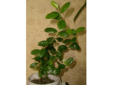 ������, ������