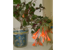 ������ �����