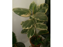 ����� ������������� �������������