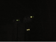 ����� �ң� �����