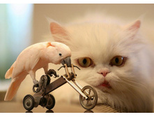 001_animals.jpg