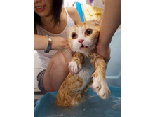 1Cats_01.jpg