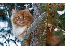 1Cats_02.jpg