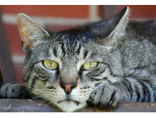 2Cat_01.jpg
